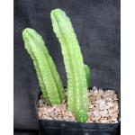 Echinocereus viereckii ssp. morricalii one-gallon pots