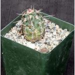 Echinocereus viridiflorus ssp. davisii 4-inch pots