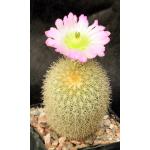 Echinocereus websterianus 4-inch pots