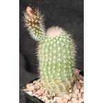 Echinocereus websterianus 4-inch pots