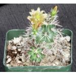 Echinocereus viridiflorus ssp. davisii 4-inch pots