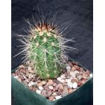 Echinocereus pacificus 5-inch pots