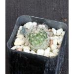 Echinofossulocactus albatus 2-inch pots