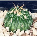 Echinofossulocactus guerreanus 4-inch pots