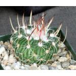 Echinofossulocactus multicostatus 4-inch pots