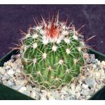 Echinofossulocactus multicostatus (SB 147) 4-inch pots