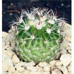 Echinofossulocactus zacatacacensis 4-inch pots Echinofossulocactus zacatacacensis 4-inch pots