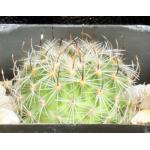 Echinofossulocactus albatus 2-inch pots