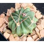 Stenocactus coptonogonus 2-inch pots