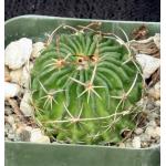 Echinofossulocactus violaciflorus 2-inch pots