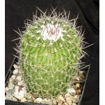 Echinofossulocactus zacatacacensis 5-inch pots