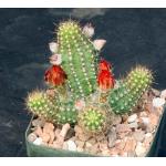 Echinopsis chamaecereus cv Giant Peanut 5-inch pots