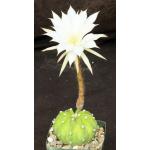 Echinopsis subdenudata 4-inch pots