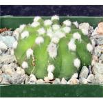 Echinopsis subdenudata cv ‘Fuzzy Navel‘ 4-inch pots