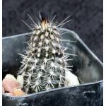 Echinopsis mirabilis 2-inch pots