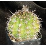 Echinopsis Schick hybrid 2-inch pots