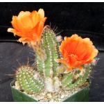 Echinopsis chamaecereus cv Giant Peanut 4-inch pots