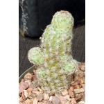 Escobaria chihuahuensis ssp. henricksonii 5-inch pots
