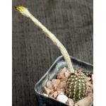 Echinopsis mirabilis 2-inch pots