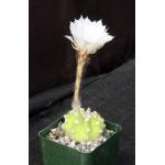 Echinopsis subdenudata cv Fuzzy Navel 4-inch pots
