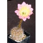 Echinopsis cv Schick Hybrid 2-inch pots