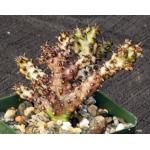 Edithcolea grandis 4-inch pots