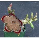 Edithcolea grandis 4-inch pots