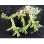 Edithcolea grandis 4-inch pots