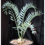 Encephalartos horridus (17) 15-gallon pots