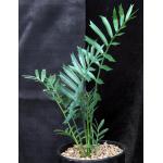 Encephalartos arenarius one-gallon pots