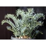 Encephalartos horridus (28) 15-gallon pots
