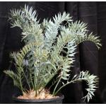 Encephalartos horridus (29) 15-gallon pots