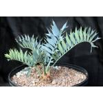 Encephalartos horridus (35) 5-gallon pots