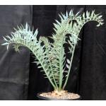 Encephalartos horridus (21) 5-gallon pots
