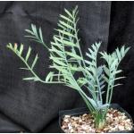 Encephalartos horridus one-gallon pots
