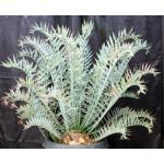 Encephalartos horridus (13) 15-gallon pots
