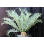 Encephalartos manikensis (11) 15-gallon pots