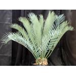 Encephalartos manikensis (22) 4-gallon pots