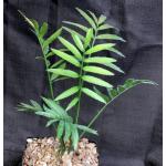 Encephalartos manikensis one-gallon pots