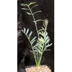 Encephalartos horridus one-gallon pots