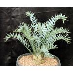 Encephalartos horridus (10)15-gallon pots