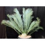 Encephalartos horridus (13) 5-gallon pots