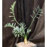 Encephalartos horridus one-gallon pots