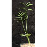 Encephalartos manikensis one-gallon pots