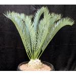Encephalartos manikensis (12) 15-gallon pots