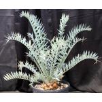 Encephalartos horridus (30) 4-gallon pots