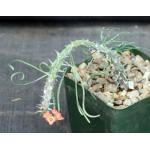 Euphorbia gottlebei 4-inch pots