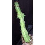 Euphorbia knobelii 5-inch pots