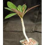 Euphorbia millotii 4-inch pots
