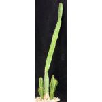 Euphorbia teixeirae 8-inch pots